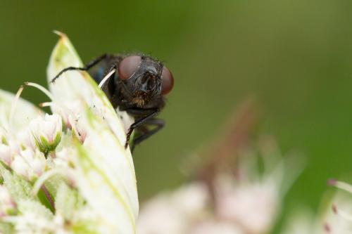 Protophormia terraenovae