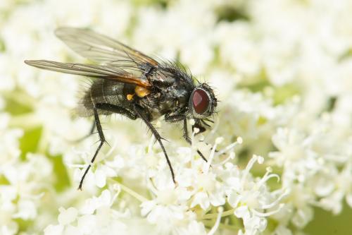 Réf. 273 120 : Thricops longipes