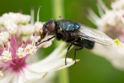 Protophormia terraenovae