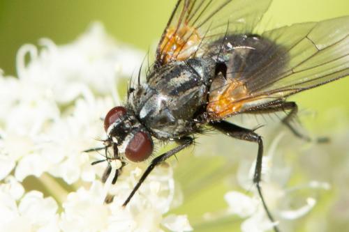 Réf. 273 121 : Thricops longipes