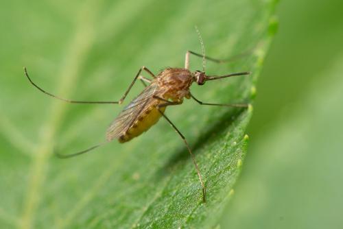 Réf. 273 536 : Culex sp.