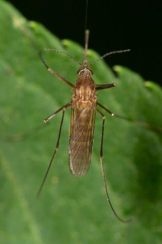 Réf. 273 534 : Culex sp.