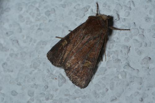 Réf. 273 902 : Xestia xanthographa