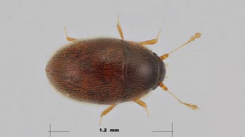 Nossidium pilosellum