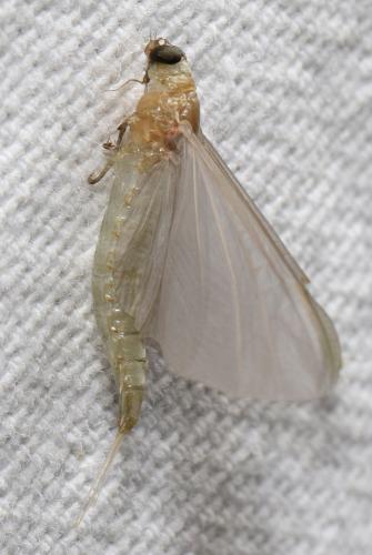 Oligoneuriella rhenana