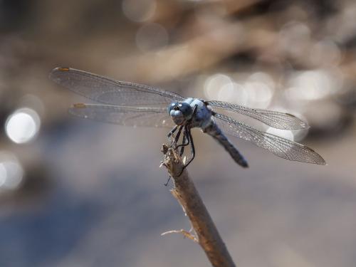 Orthetrum brunneum