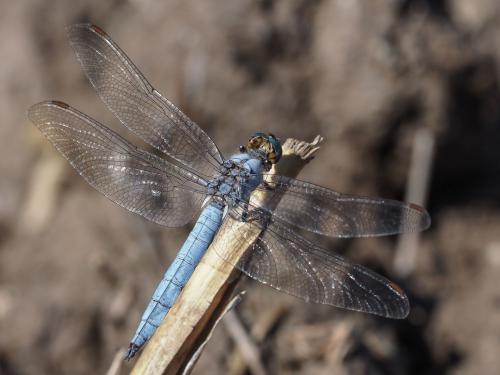 Orthetrum brunneum