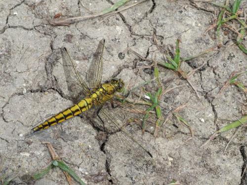 Orthetrum cancellatum