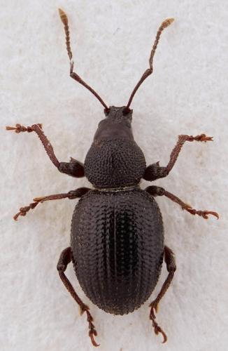 Réf. 273 344 : Otiorhynchus bisphaericus