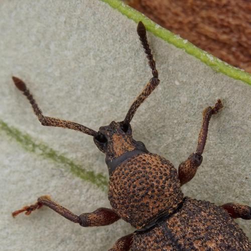 Réf. 273 242 : Otiorhynchus sp.
