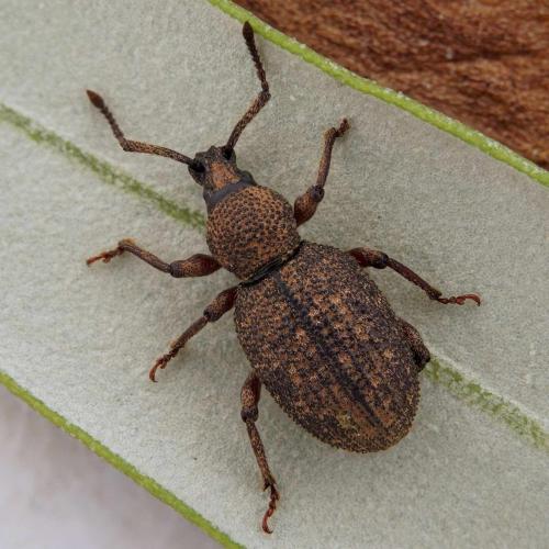 Otiorhynchus sp.
