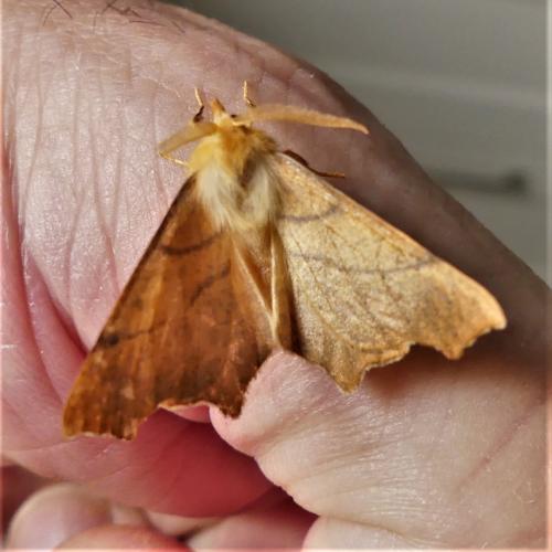 Ennomos fuscantaria
