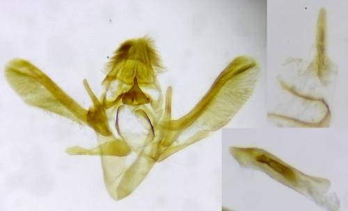 Homoeosoma nebulella