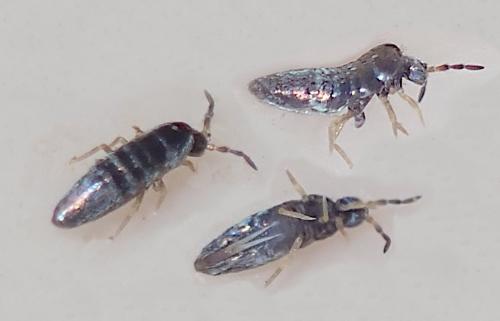 Lepidocyrtus curvicollis