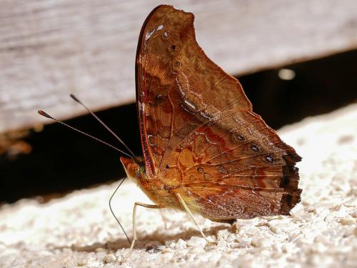 Hypanartia dione arcaei