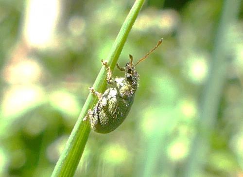 Réf. 273 979 : Phyllobius betulinus