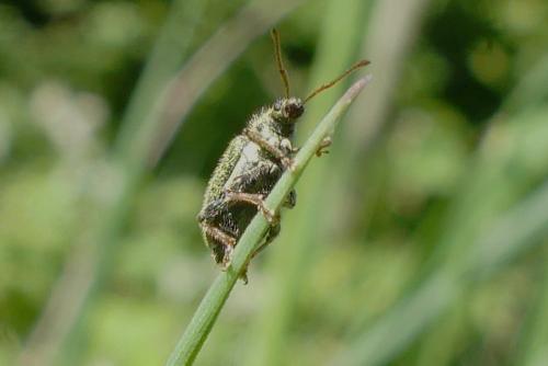 Réf. 273 980 : Phyllobius betulinus