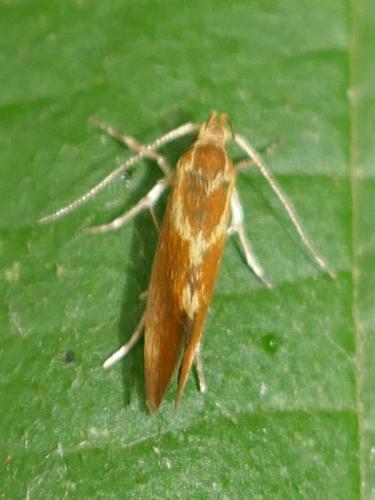 Metalampra sp.