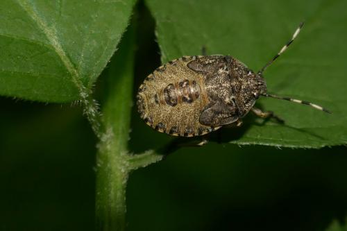 Réf. 273 797 : Rhaphigaster nebulosa