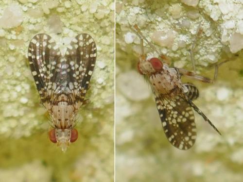 Réf. 273 866 : Trypetoptera punctulata