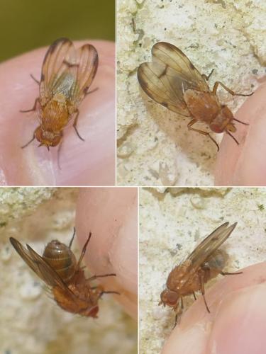 Réf. 273 867 : Minettia inusta