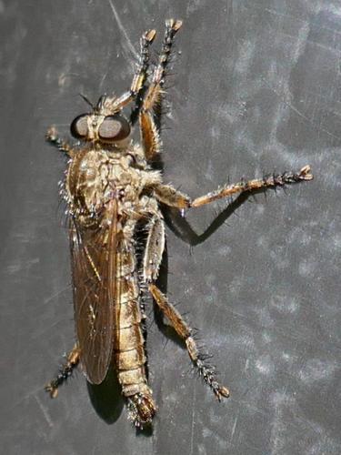 Asilinae
