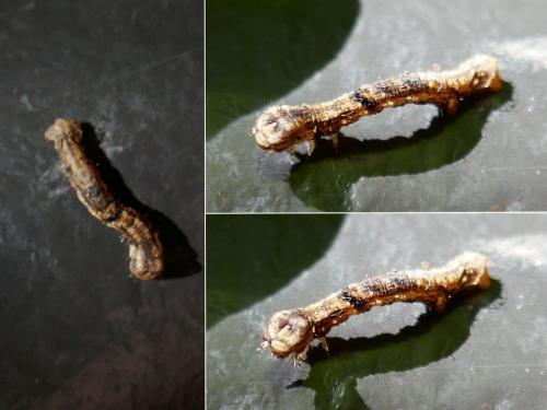 Réf. 273 250 : Ectropis crepuscularia