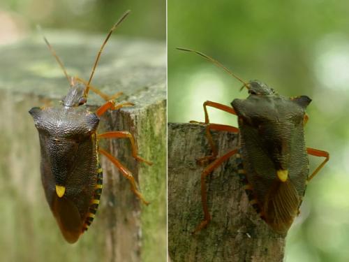 Réf. 273 172 : Pentatoma rufipes