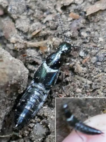 Réf. 273 185 : Staphylinini inconnu