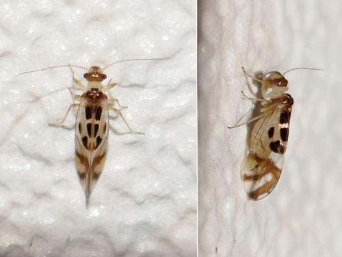 Graphopsocus cruciatus