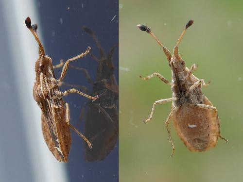 Réf. 273 364 : Spathocera lobata