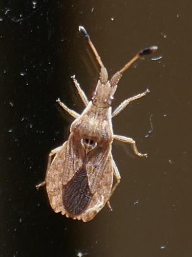 Réf. 273 363 : Spathocera lobata