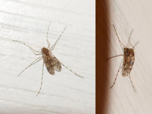 Ablabesmyia sp.