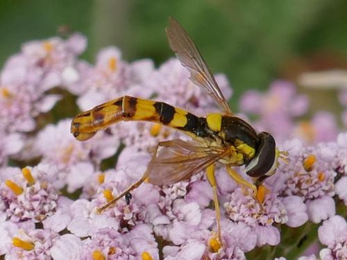Réf. 273 454 : Sphaerophoria scripta