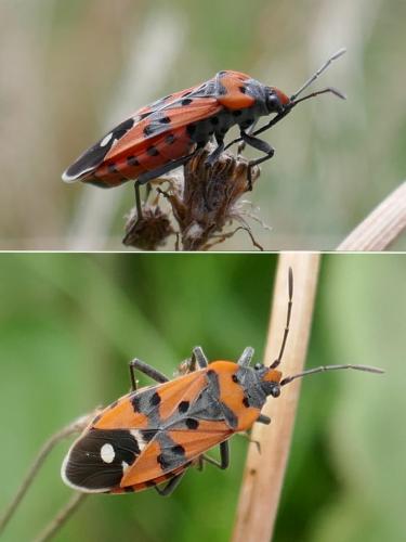 Réf. 273 447 : Lygaeus equestris