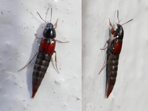 Tachyporinae