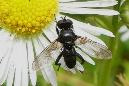 Réf. 273 922 : Phania funesta