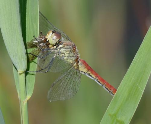Réf. 273 890 : Sympetrum sanguineum