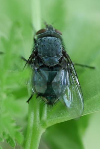 Réf. 273 541 : Calliphora sp.