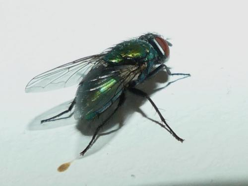 Réf. 273 217 : Lucilia sericata