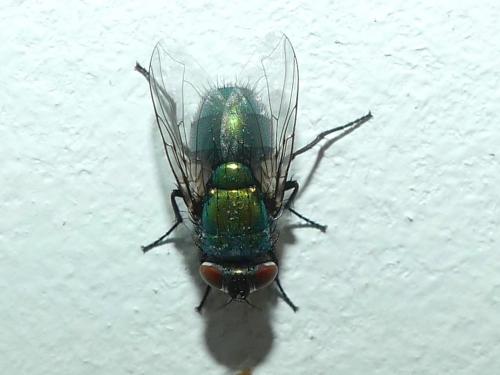 Lucilia sericata
