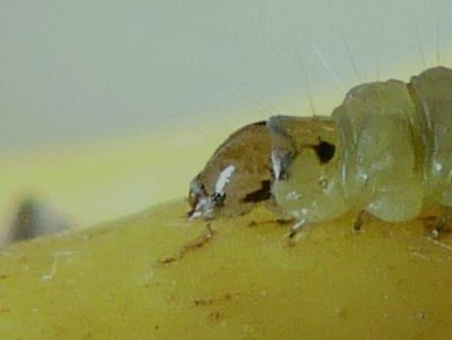 Réf. 273 738 : Epiphyas postvittana