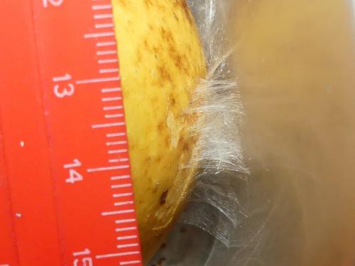 Epiphyas postvittana