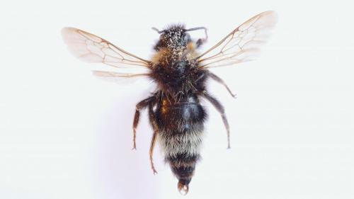 Réf. 273 402 : Bombus norvegicus