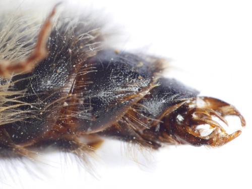 Bombus norvegicus