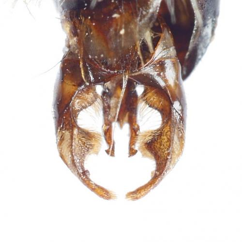 Réf. 273 422 : Bombus norvegicus
