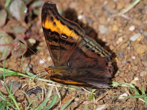 Hypanartia dione arcaei