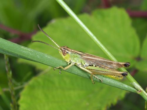 Réf. 273 564 : Pseudochorthippus parallelus