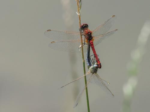 Réf. 273 291 : Sympetrum fonscolombii