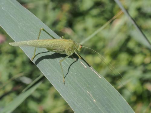 Phaneroptera nana